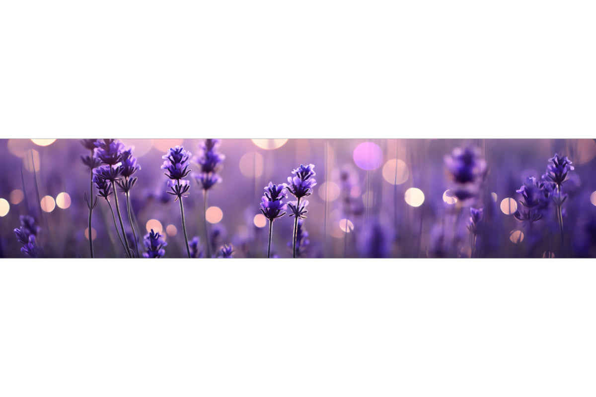 Küchenrückwand Lavendelblüten im Abendlicht