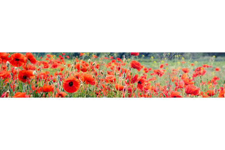 Küchenrückwand Rote Mohnblumenwiese
