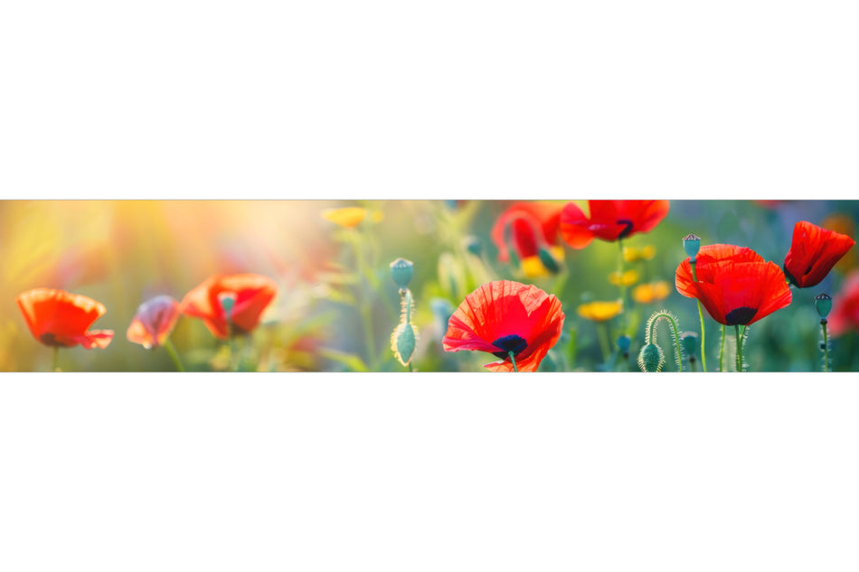 Küchenrückwand Mohnblumen im Sonnenlicht