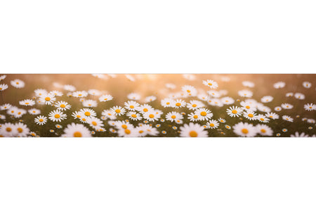 Küchenrückwand Gänseblümchenwiese