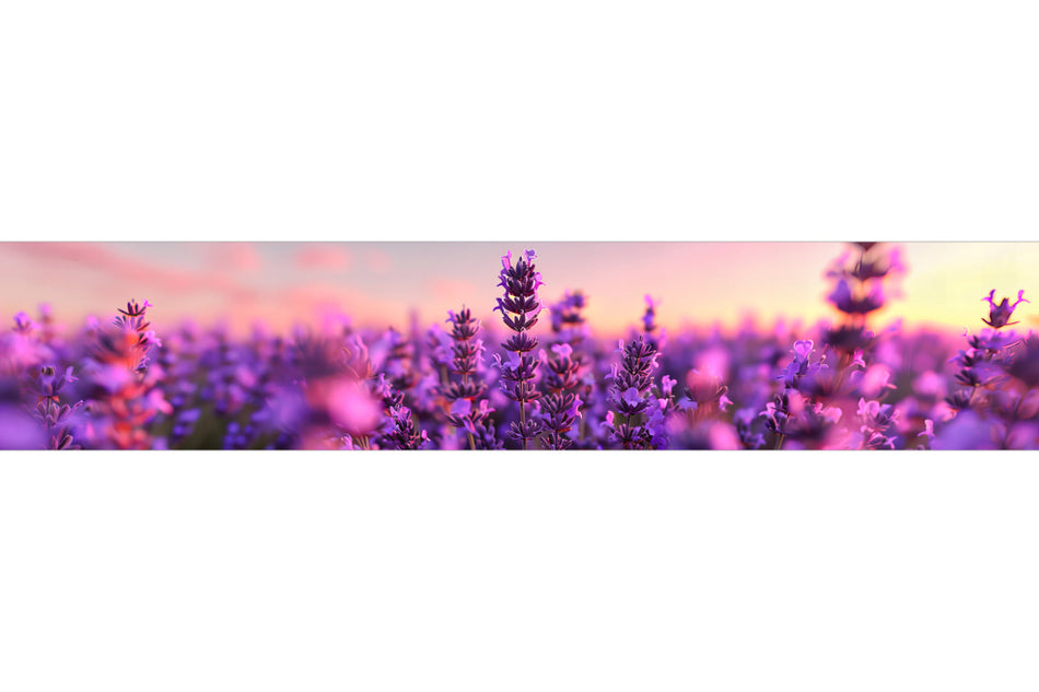 Küchenrückwand Lavendel im Sonnenuntergang