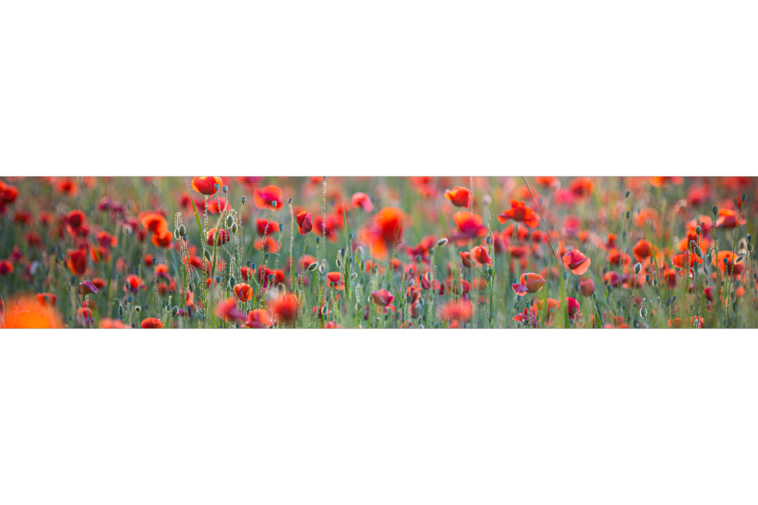 Küchenrückwand Rotes Mohnfeld