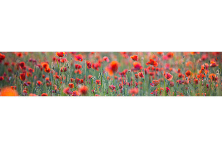 Küchenrückwand Rotes Mohnfeld