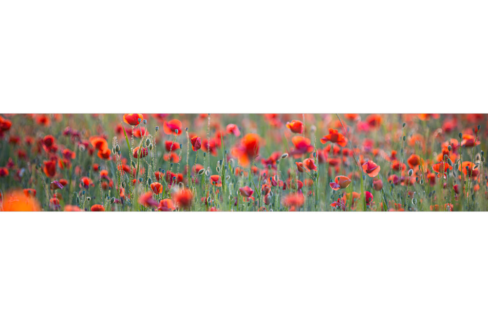 Küchenrückwand Rotes Mohnfeld