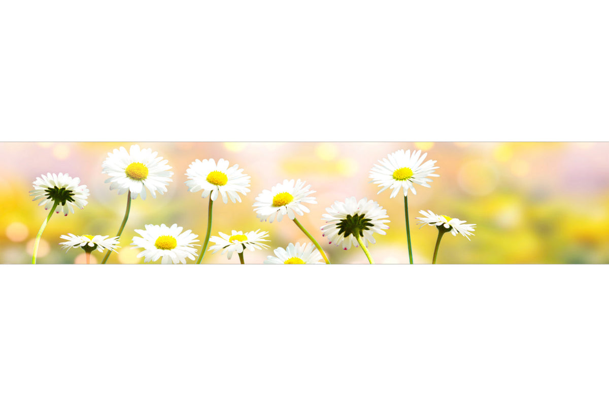 Küchenrückwand Gänseblümchen
