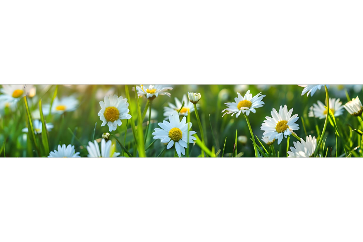 Küchenrückwand Frisches Gemüse und Kräuter