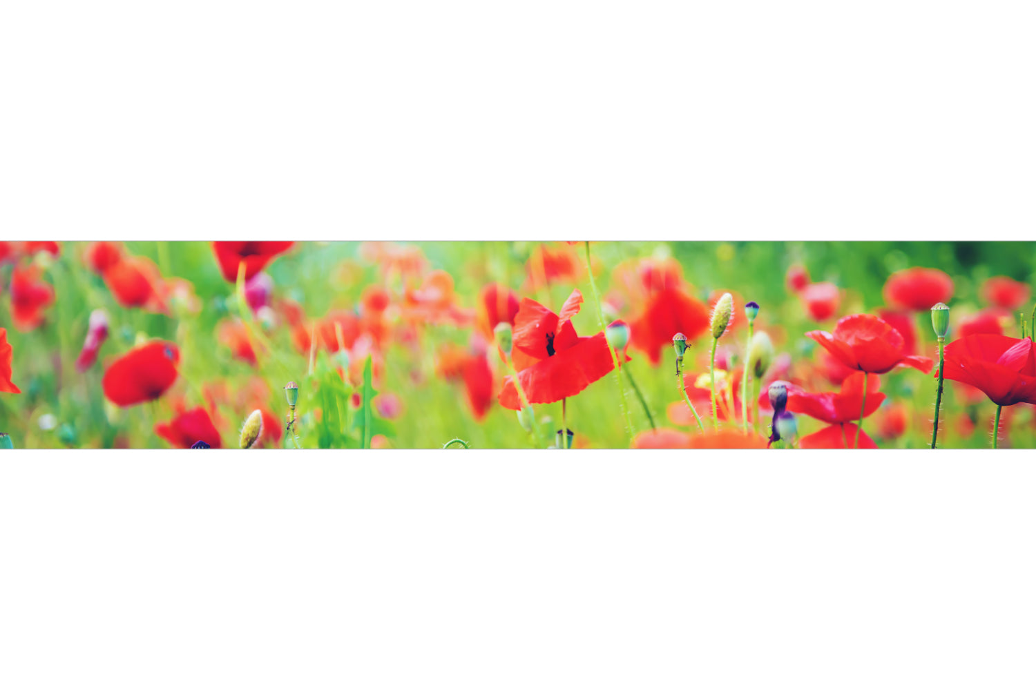 Küchenrückwand Mohnblumen Wiese