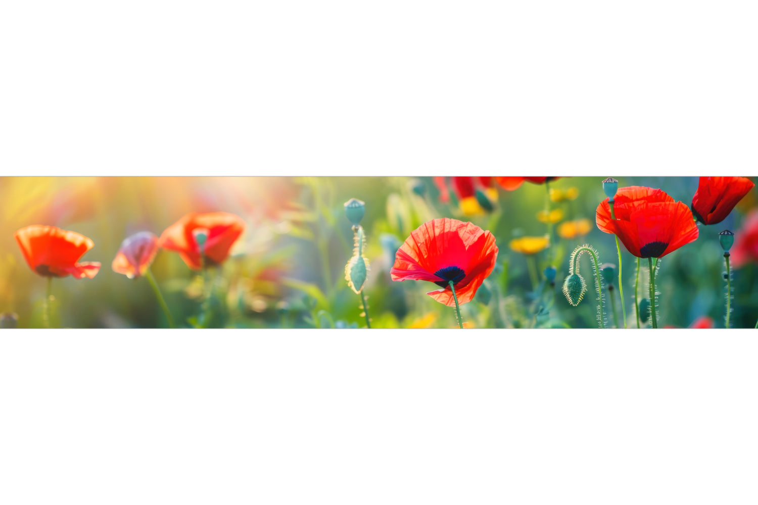 Küchenrückwand Mohnblumen im Sonnenlicht