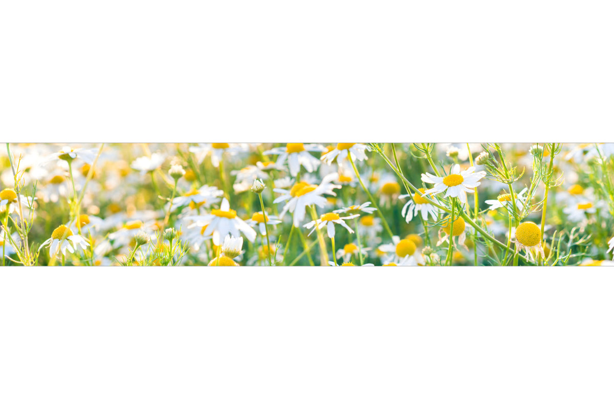 Küchenrückwand Kamillenwiese