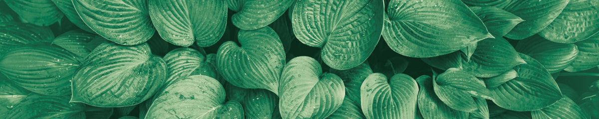 Küchenrückwand Grüne Blätter