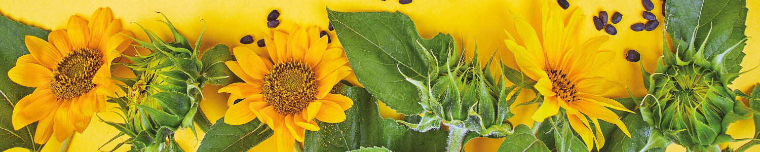 Küchenrückwand Sonnenblumen