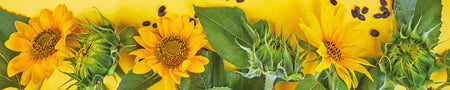 Küchenrückwand Sonnenblumen