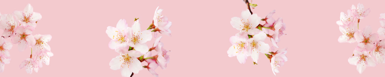 Küchenrückwand Kirschblüten Rosa