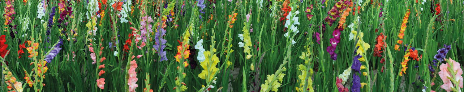 Küchenrückwand Bunte Blumen