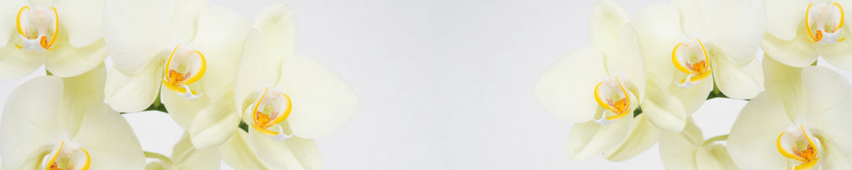 Küchenrückwand Weiße Orchideen