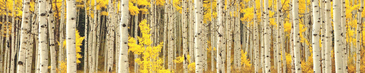 Küchenrückwand Birkenwald