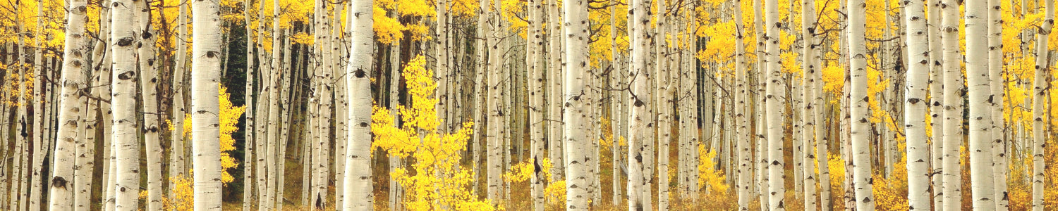 Küchenrückwand Birkenwald