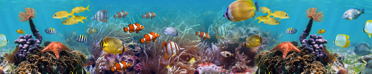 Küchenrückwand Korallenriff