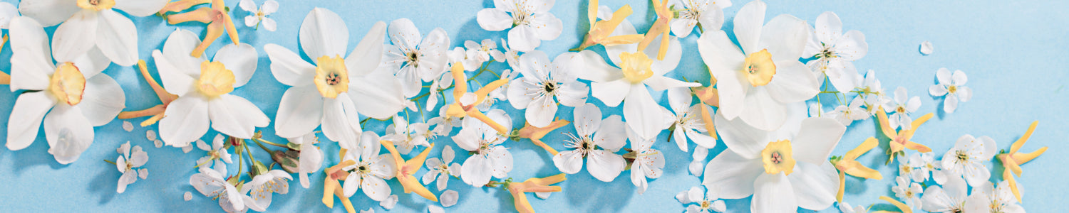 Küchenrückwand Narzissen & Blüten