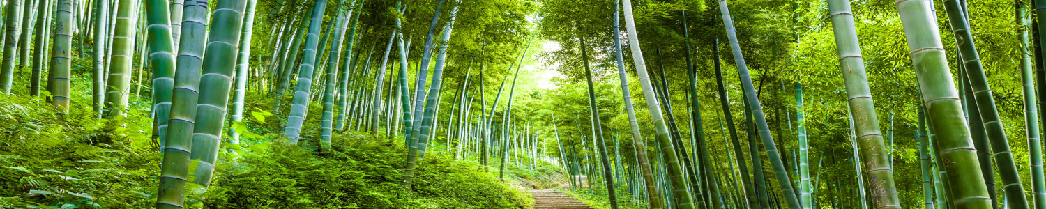 Küchenrückwand Bambuswald