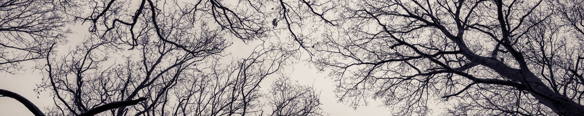 Küchenrückwand Äste Silhouette