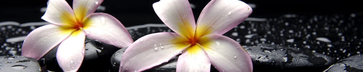 Küchenrückwand Spa Blüten Schwarz