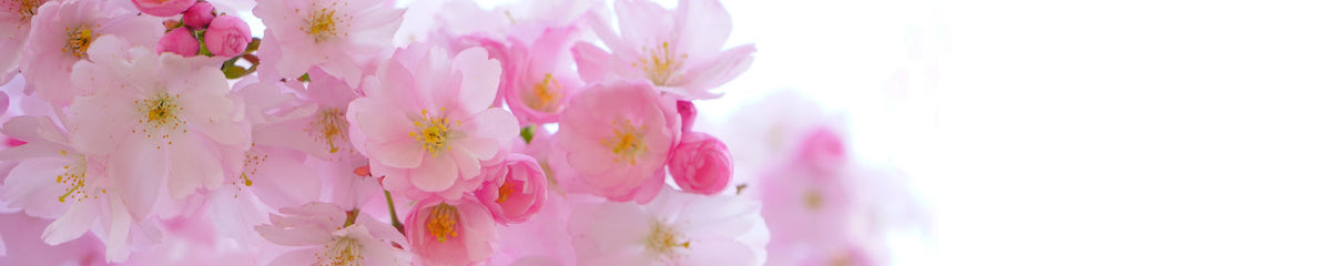 Küchenrückwand Rosa Kirschblüten