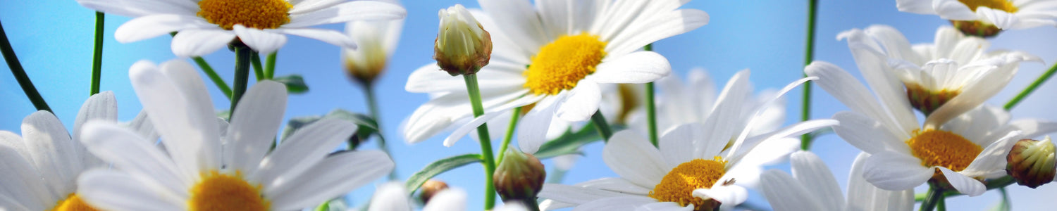 Küchenrückwand Weiße Margeriten