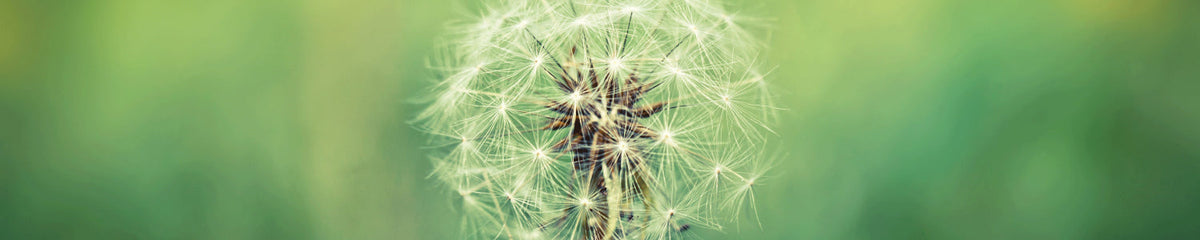 Küchenrückwand Pusteblume Makro