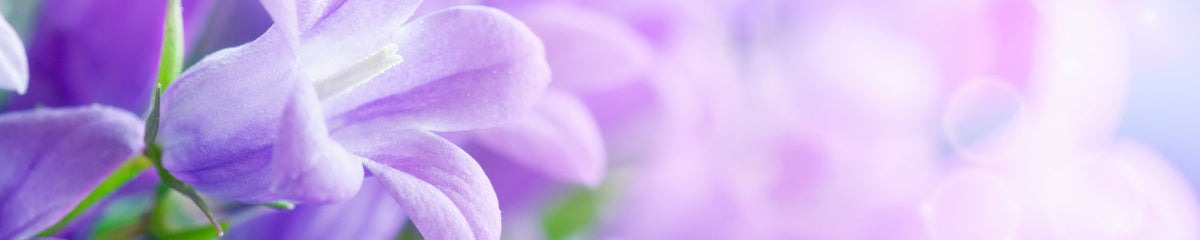 Küchenrückwand Frühlingsblüten Lila