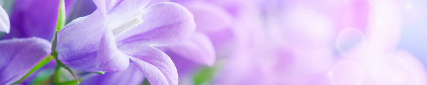 Küchenrückwand Frühlingsblüten Lila