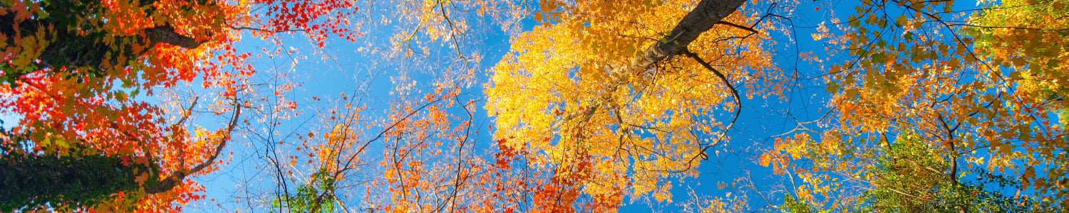 Küchenrückwand Bunte Herbstbäume