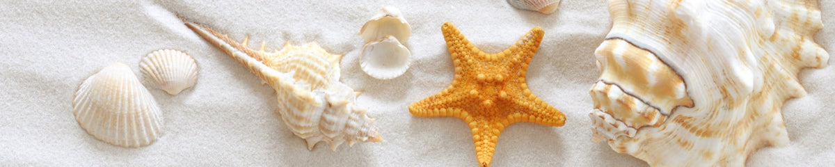 Küchenrückwand Muscheln im Sand