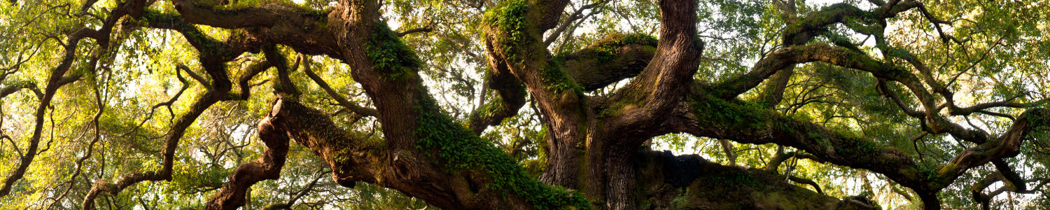 Küchenrückwand Alter Baum