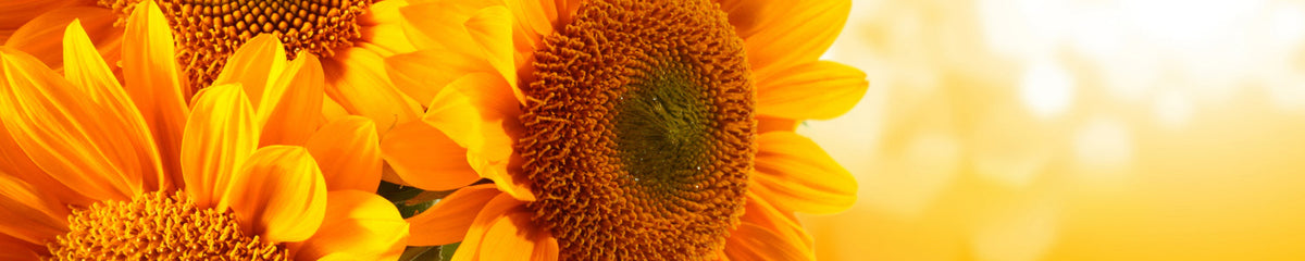 Küchenrückwand Sonnenblume