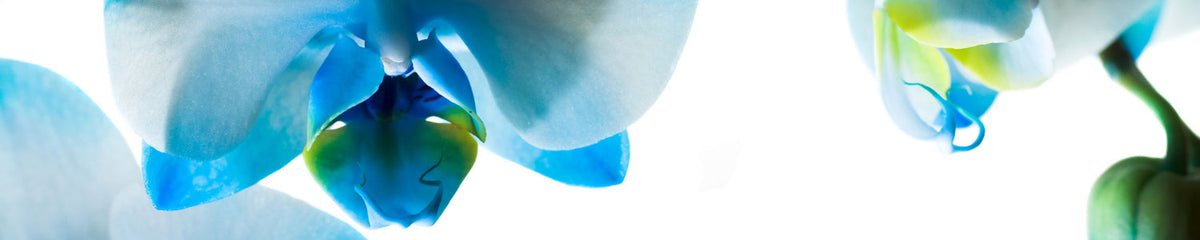 Küchenrückwand Orchideenlicht