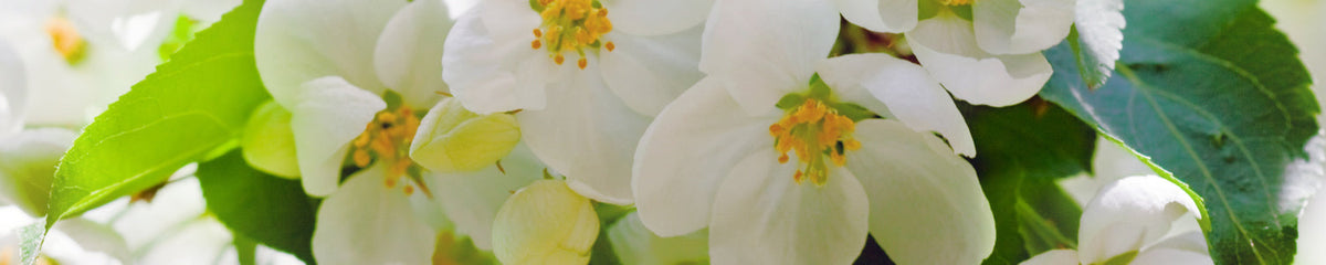 Küchenrückwand Blütenzauber