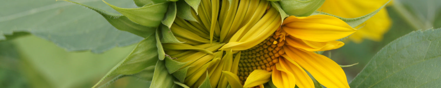 Küchenrückwand Sonnenblume im Aufblühen