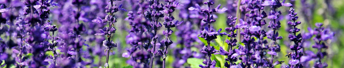 Küchenrückwand Lavendel