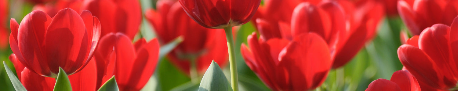 Küchenrückwand Rote Tulpen