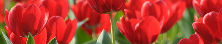 Küchenrückwand Rote Tulpen