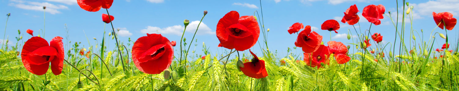 Küchenrückwand Mohnblumenwiese