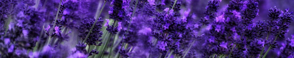 Küchenrückwand Lavendelblüte