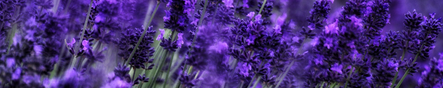 Küchenrückwand Lavendelblüte