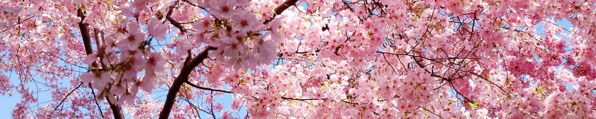 Küchenrückwand Kirschblüte