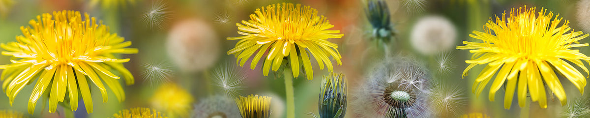 Küchenrückwand Löwenzahn