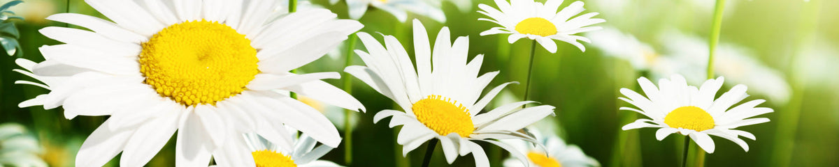 Küchenrückwand Margeritenblüten