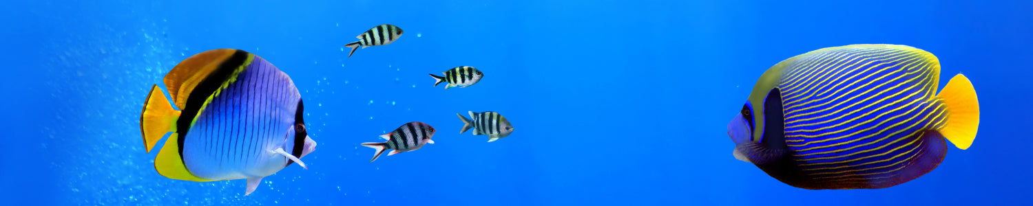 Küchenrückwand Unterwasserwelt