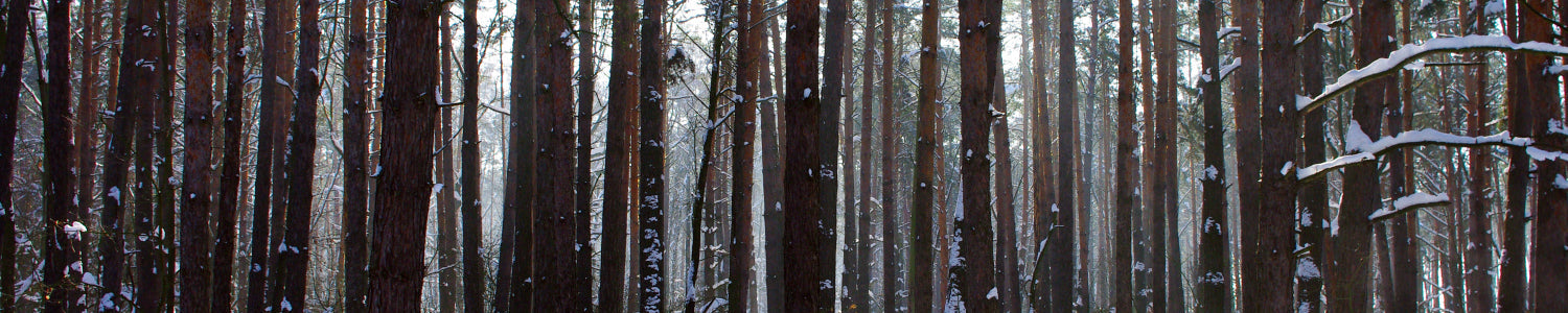 Küchenrückwand Winterwald