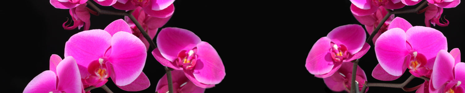 Küchenrückwand mit Orchideenblüten